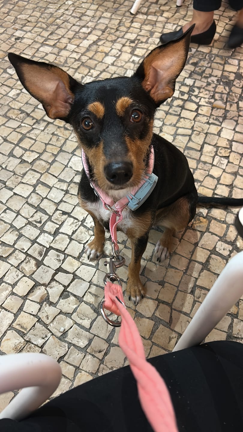 Customer photo review of Training Double Ended Dog Lead | 2m Length -  Pink