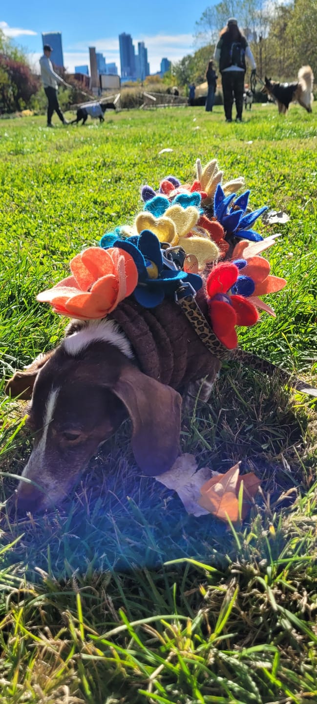 Customer photo review of Wool Felt