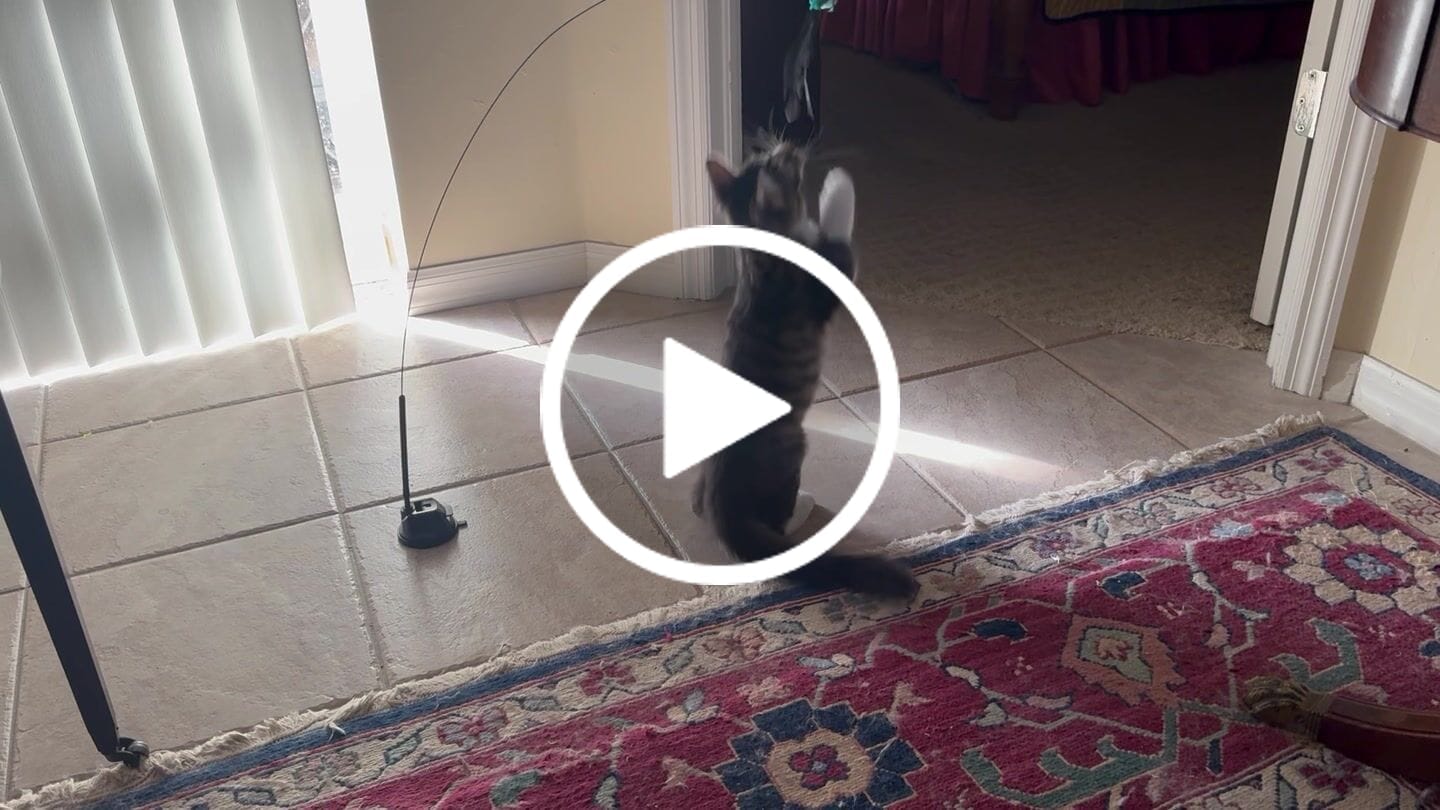 Customer video review of Interactive Bird Simulation Cat Toy Set | Leo's Paw