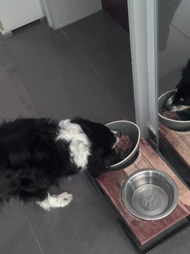 Customer photo review of Frischfutter für Energiebedarf von 726 kCal/Tag