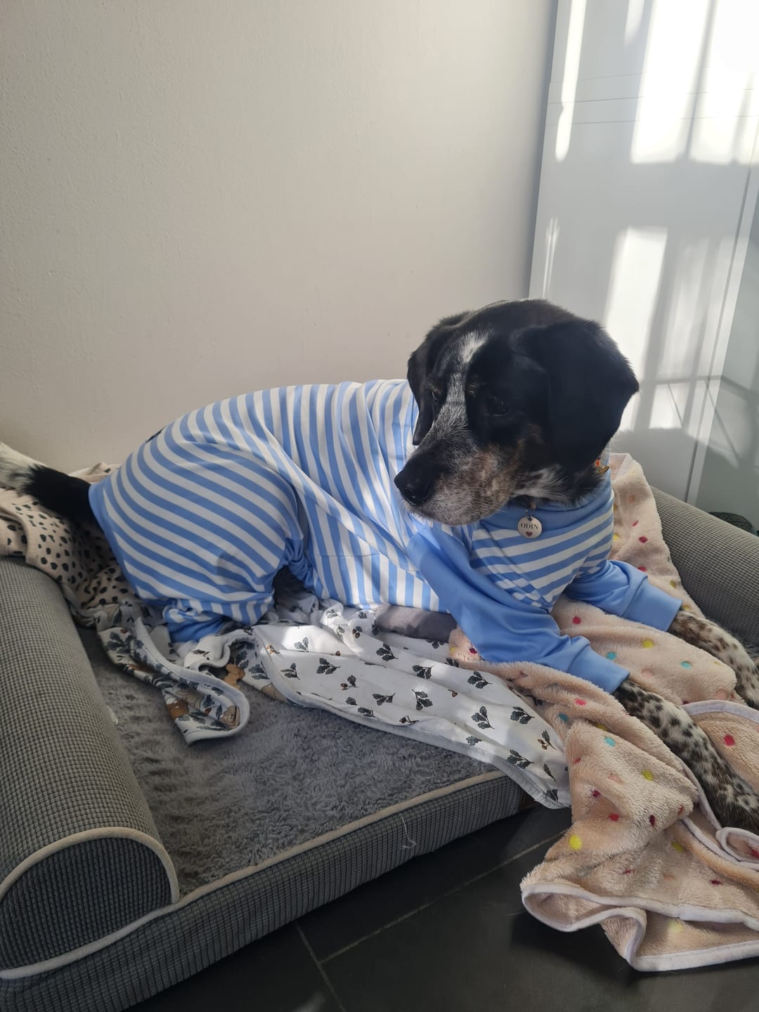 Customer photo review of Dog Pajama - Blue Stripes