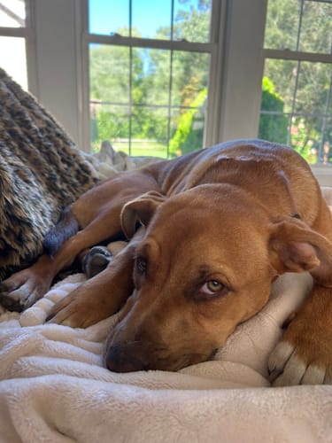 Customer photo review of WUNDERtreats