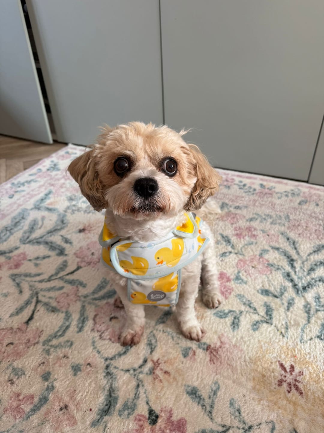 Customer photo review of Rain Jacket - You Quack Me Up!