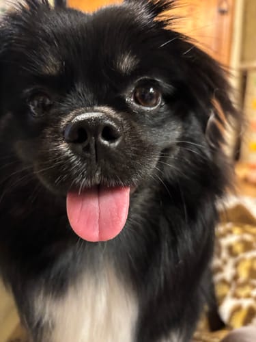 Customer photo review of FunFunPet 高機能ハーネス（お名前タグ作成サービス付き）