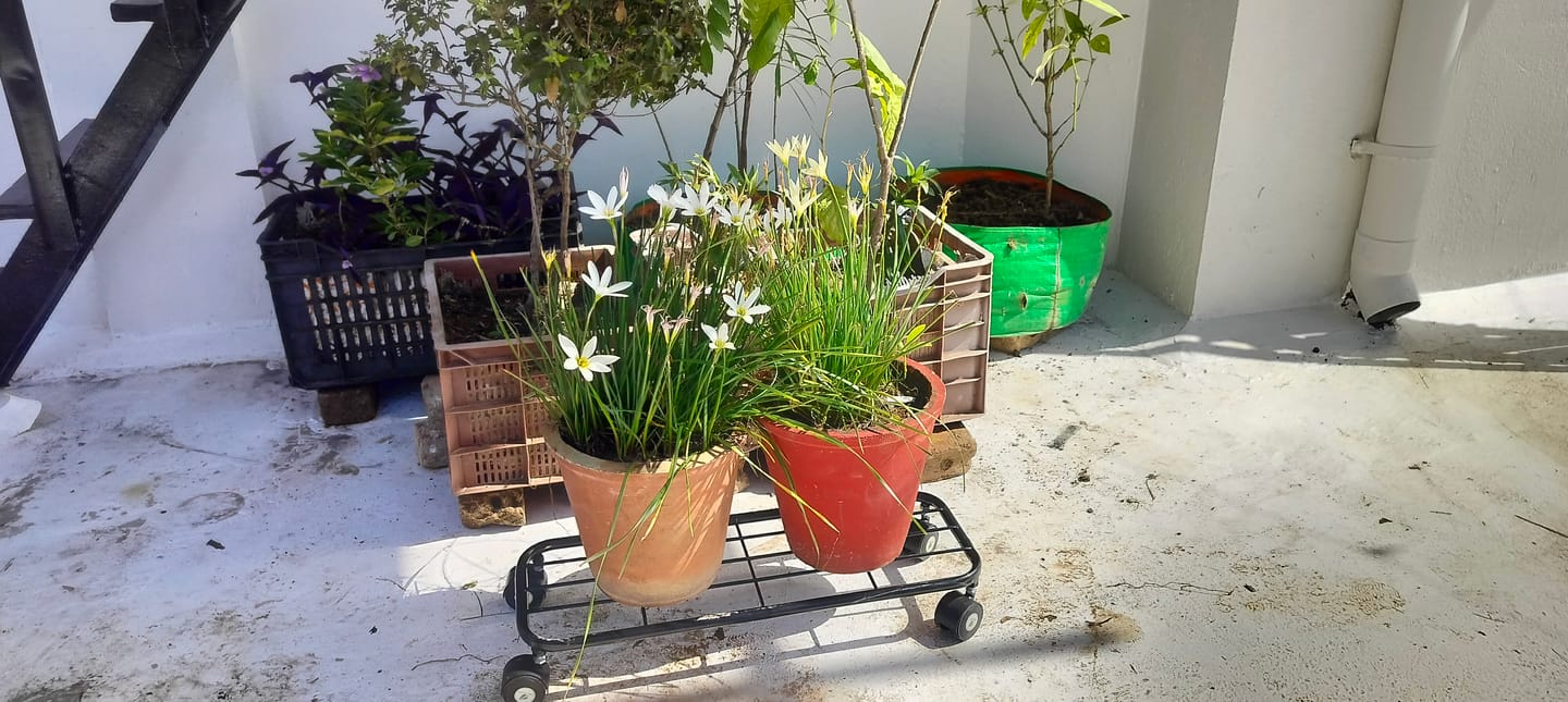 Customer photo review of TryGreen Ivy Wheel Rolling Plant Stand for Planters