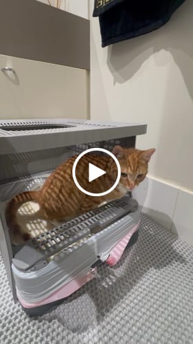 Customer video review of 3 Month Supply - 1 Cat