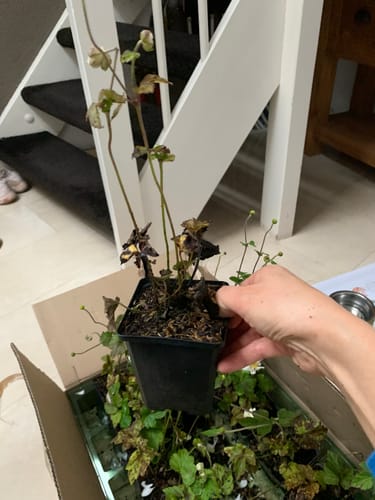Customer photo review of Biologisch Herfstanemoon - Anemone x hybrida 'Whirlwind'