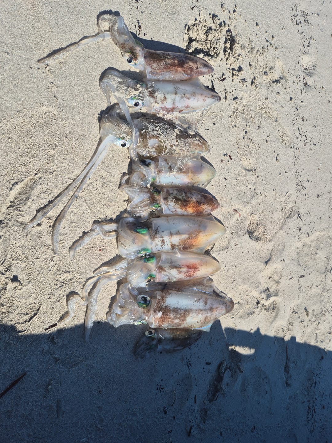 Customer photo review of Yellow Banana Squid Jigs