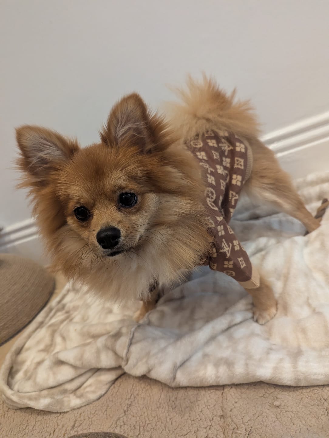 Customer photo review of Shades Of Brown Designer Dog Jumper