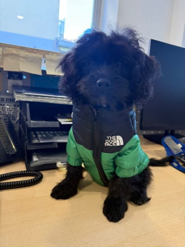 Customer photo review of Felpa Sweet Animal™