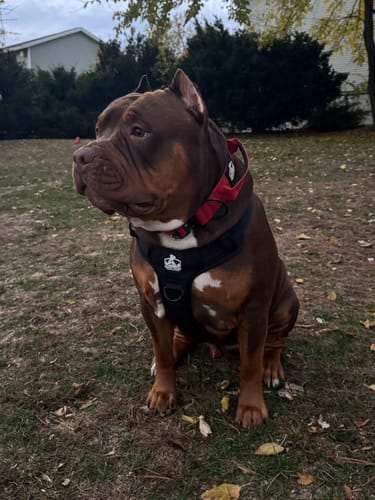 Customer photo review of No Pull Bully Proof Harness