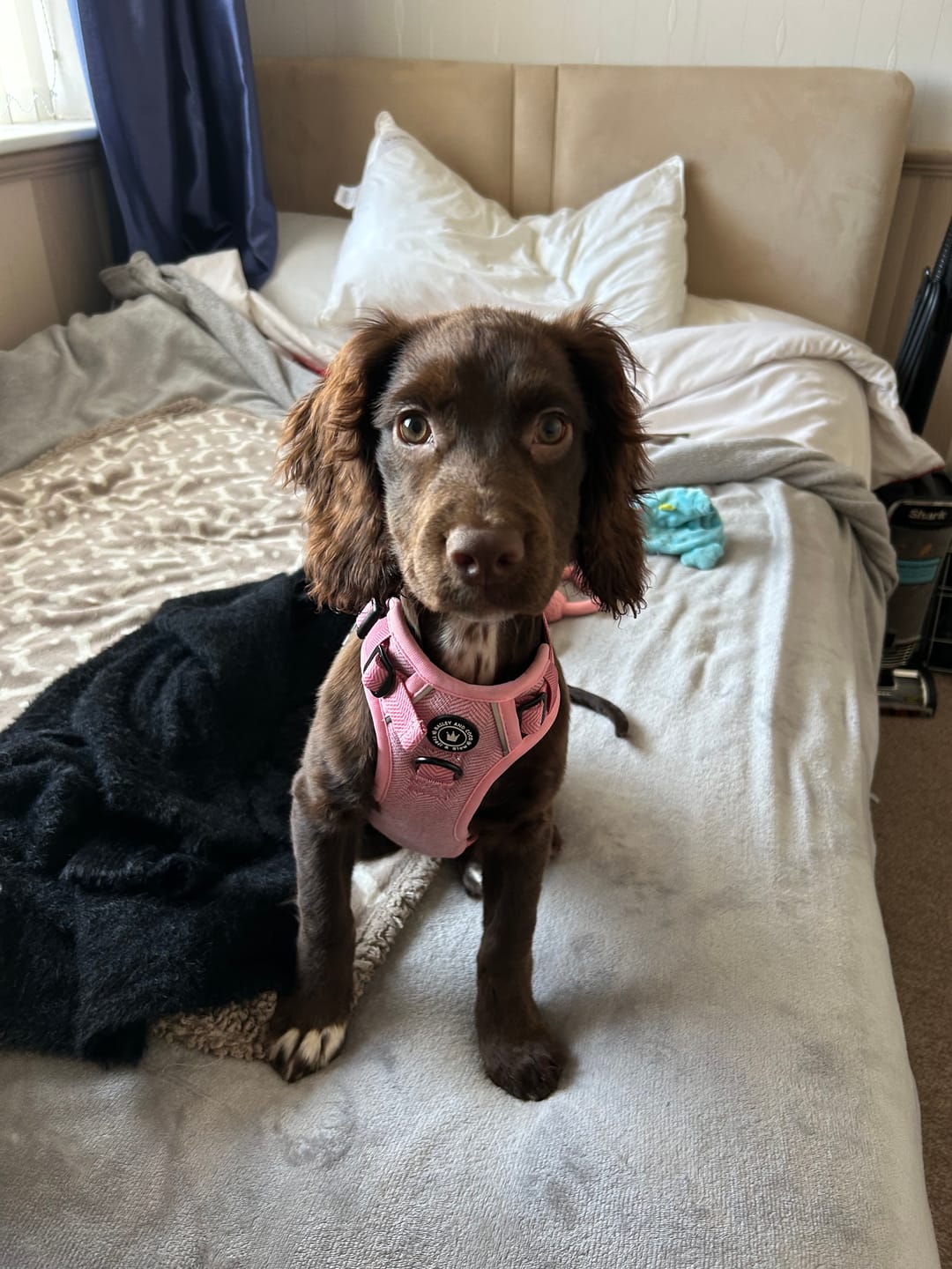 Customer photo review of Bubblegum Pink Tweed Dog Harness - No Pull & Reflective | Trail & Glow®