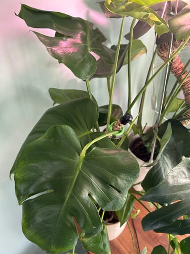 Customer photo of Reusable Plant Tape from Lisa S.