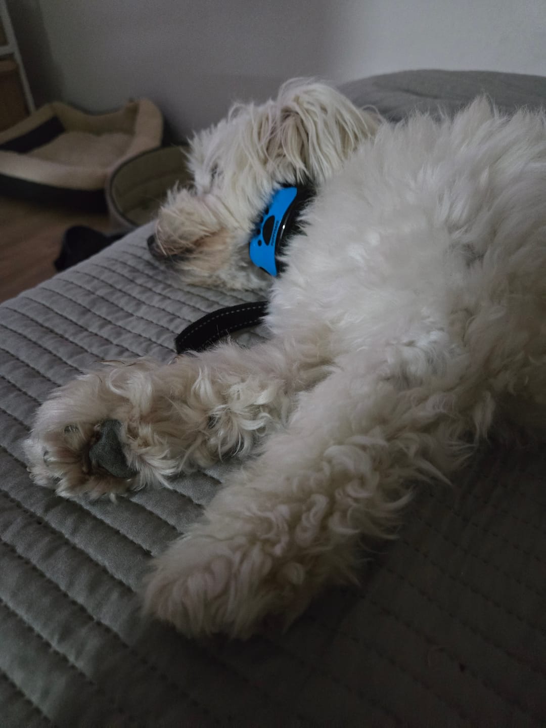 Customer photo review of Collier Anti Aboiement PuppySafe