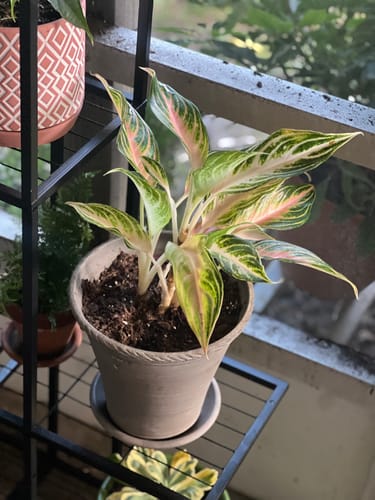 Customer photo review of Aglaonema 'Pink Panama'