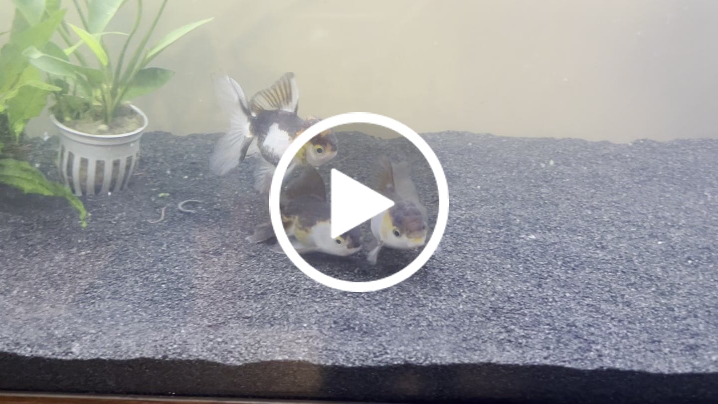Customer video review of Live Premium Fancy Goldfish Thai Oranda 2"-4" Body Panda (Our Choice)