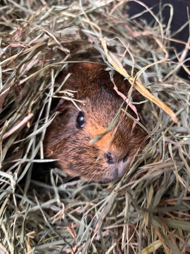 Customer photo review of Timothy Hay Box 'Soft Cut'