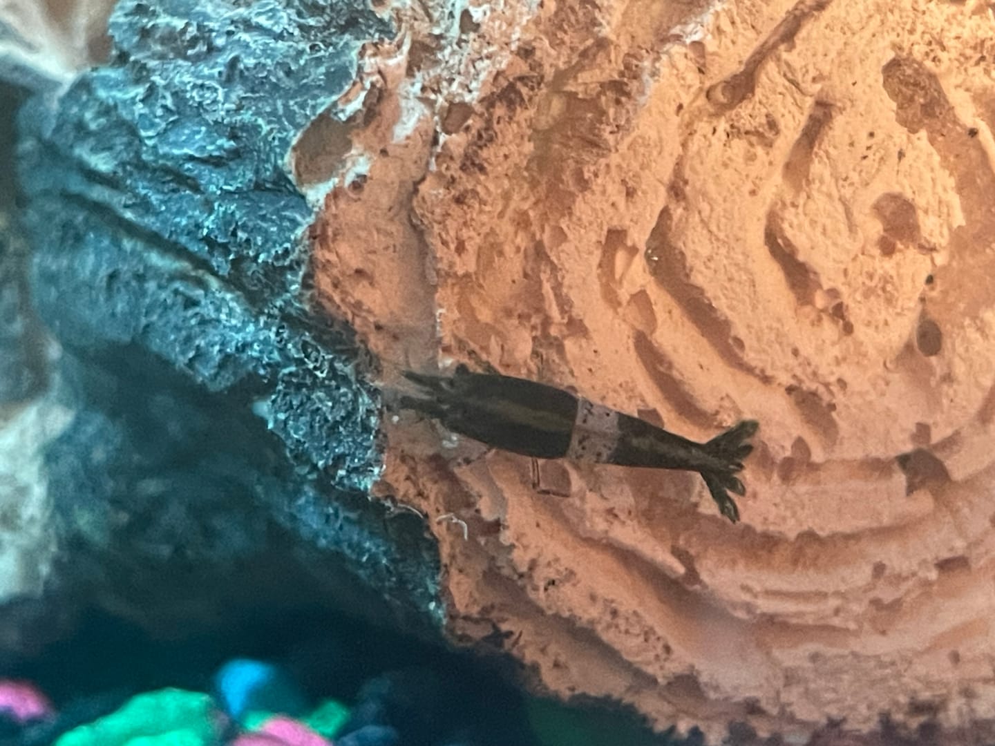 Customer photo review of Green Rili Shrimp