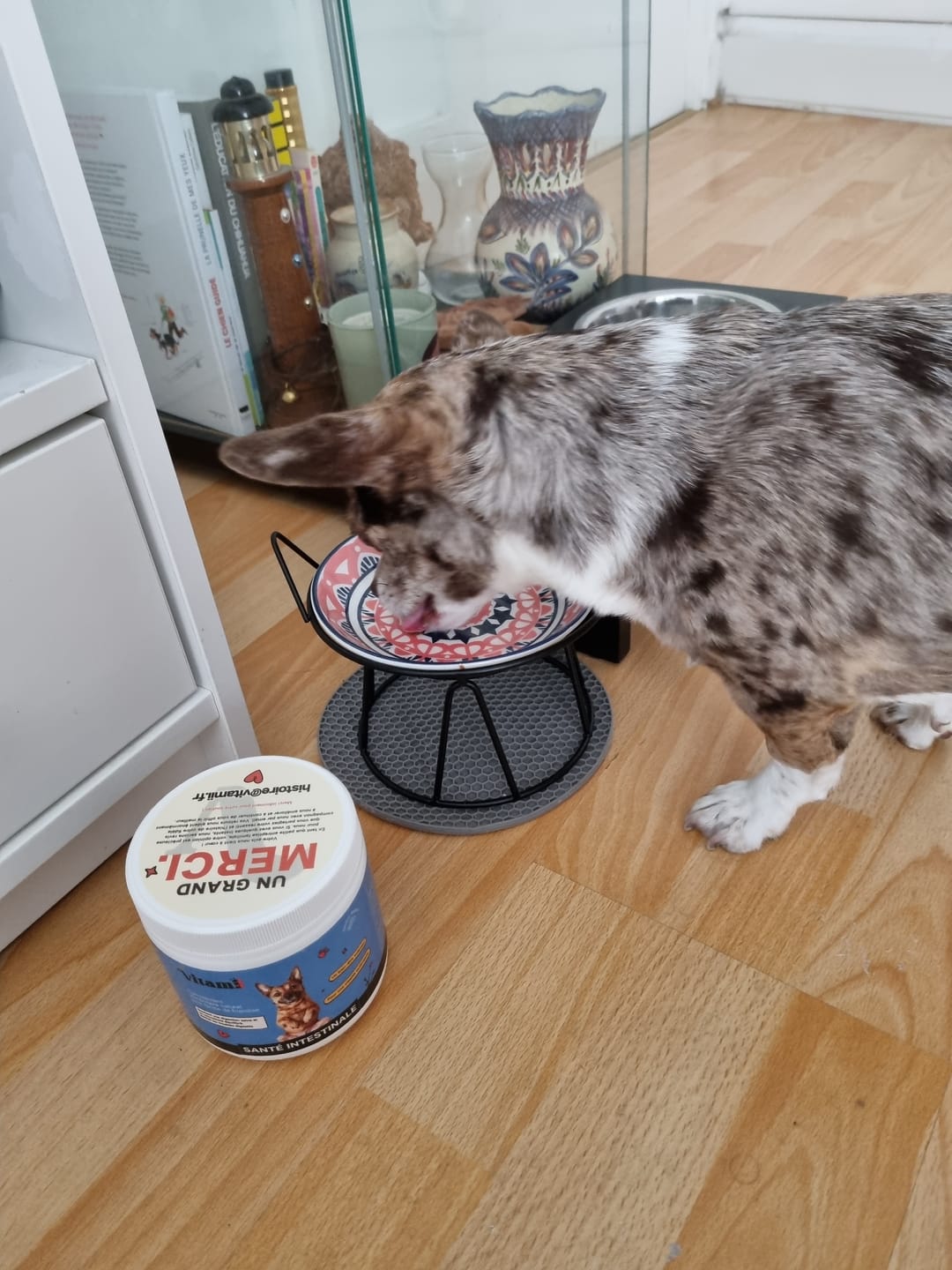 Chien en pleine forme après sa cure Vitamii Santé Intestinale