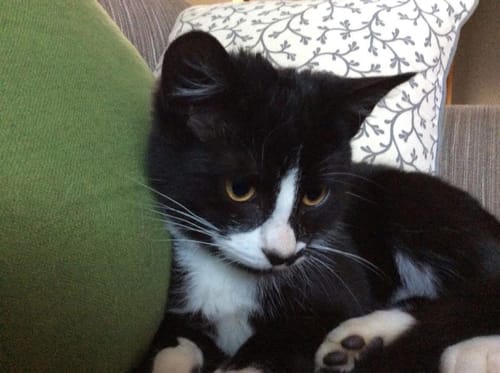 Customer photo review of 3 Month Supply - 1 Cat