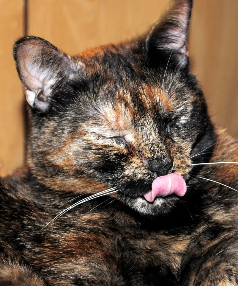 Customer photo review of Cat Dental Care & Bad Breath Remedy