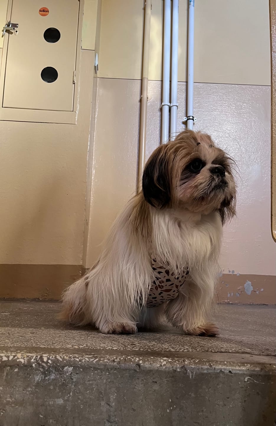 Customer photo review of Szelki bezuciskowe "Beige Terrazzo" - czarne okucia