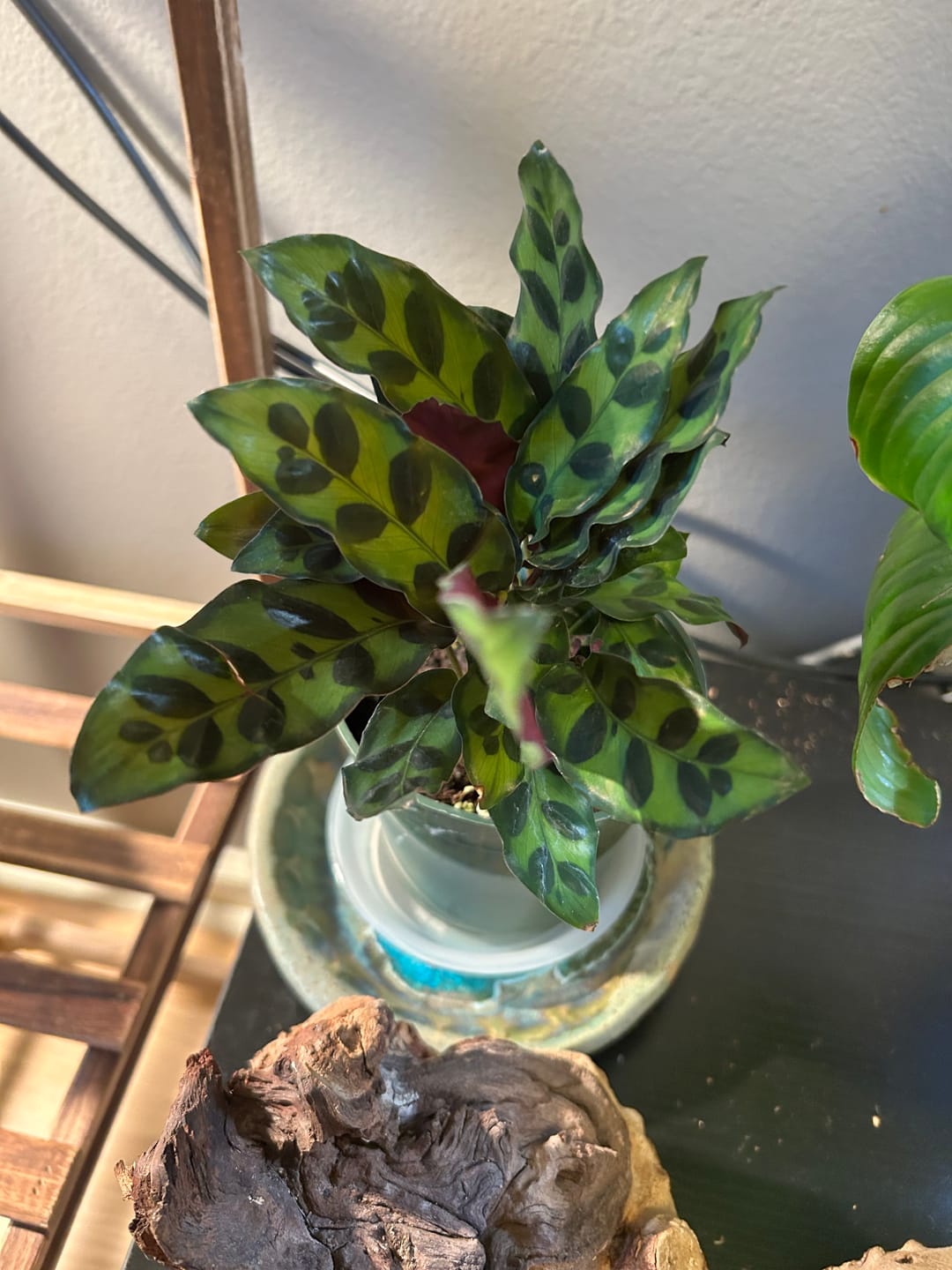 Customer photo review of Calathea lancifolia "Rattlesnake"