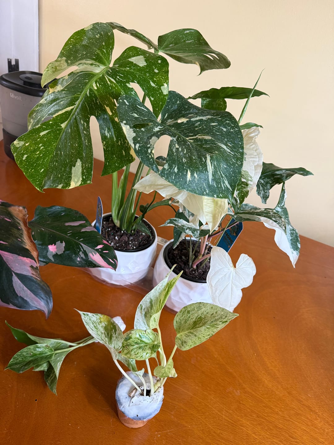 Customer photo review of RARE Marble Pothos Cuttings - Gorgeous Variegated Indoor easy care house plant, Marble Pothos, White and Green variegation propagation plant