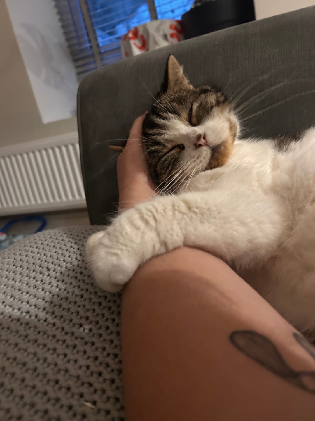 Customer photo review of Cat Gel