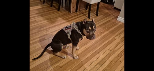 Customer photo review of HNTR 3.0 Dog Harness - Beach