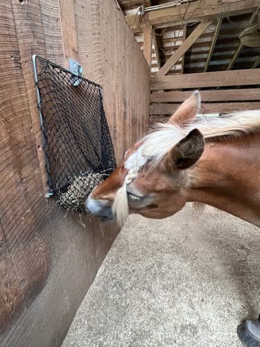 Customer photo review of Hay Chix® Free Up Feeder