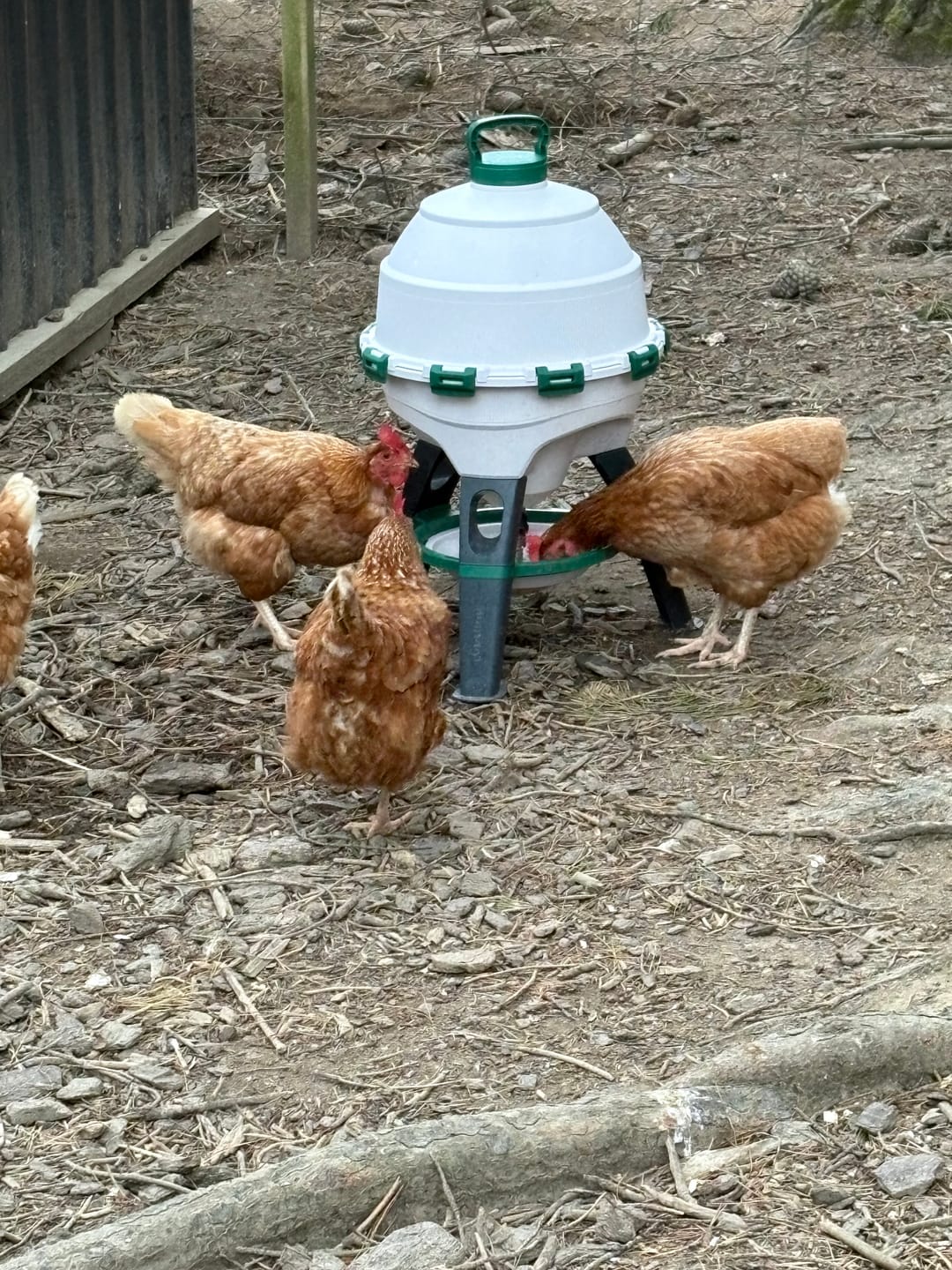 Customer photo review of Optimus ultimate poultry drinker 25L