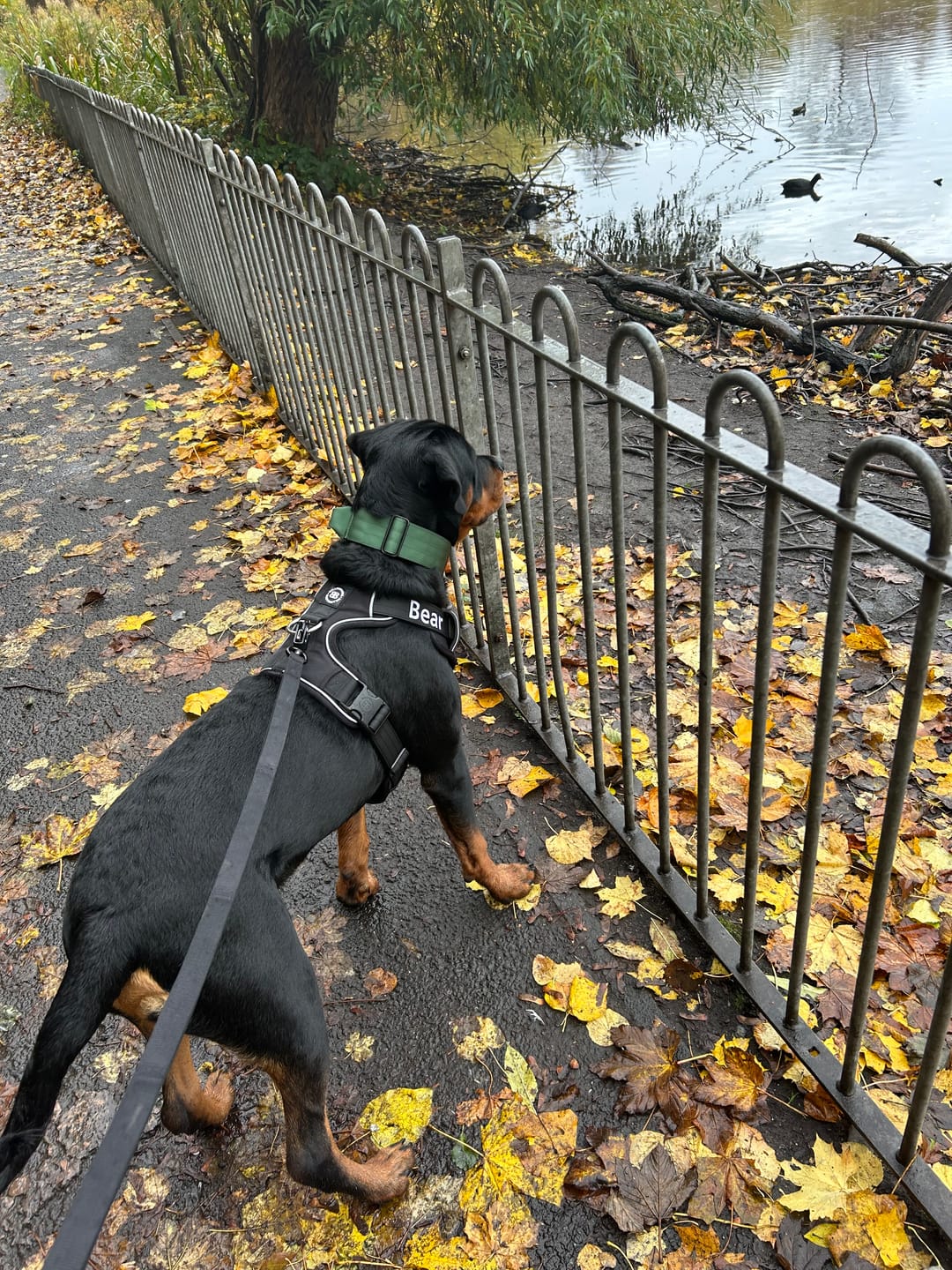Customer photo review of Comfort Premium Harness | Non Restrictive - Black