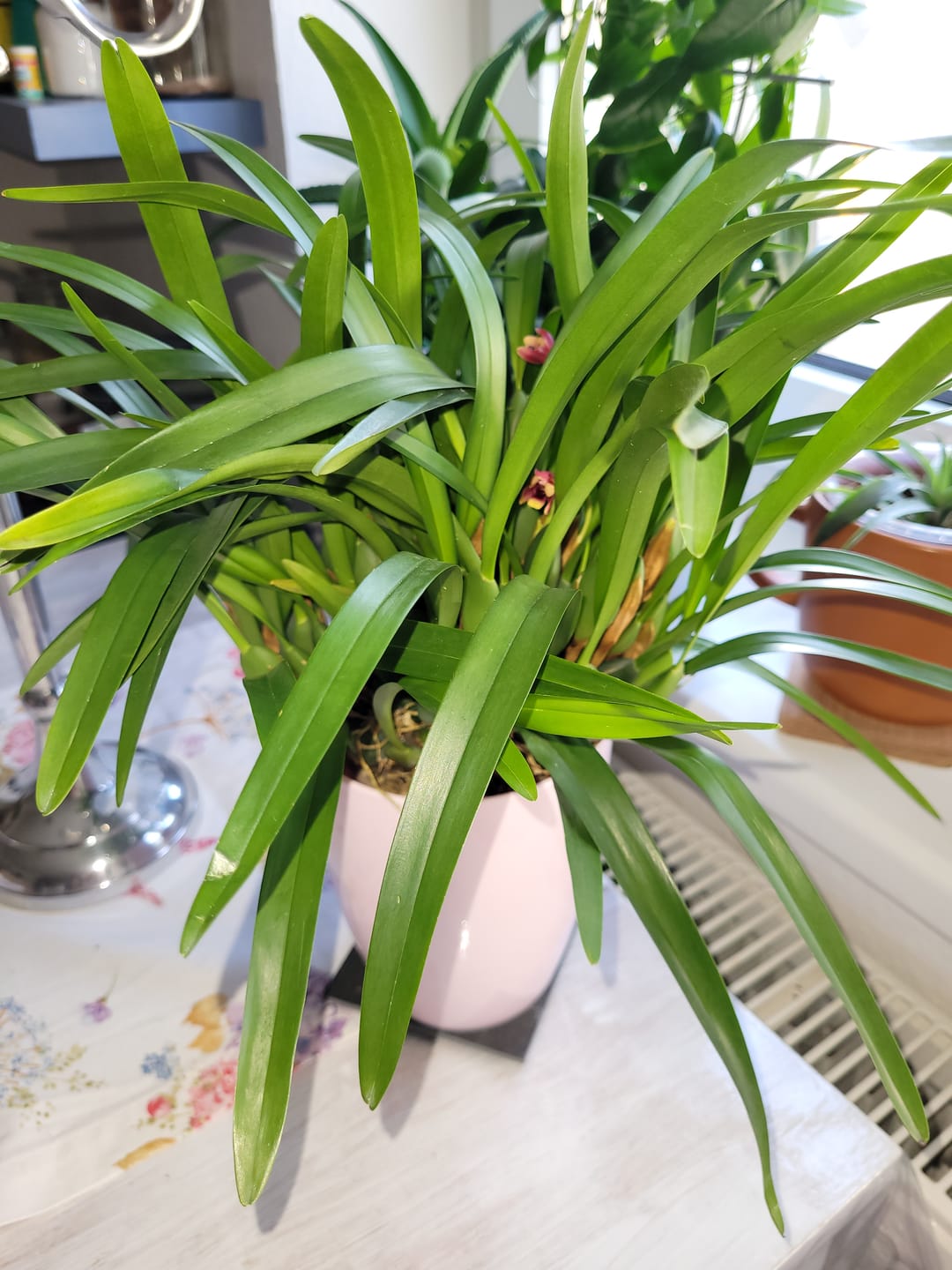 Customer photo review of Große Two of Us Marrakesh mit gefleckten Blüten und 3 Rispen