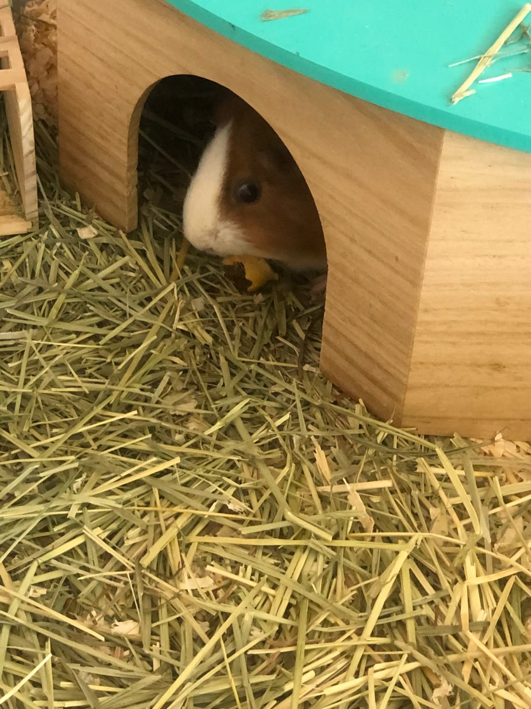 Customer photo review of Subscription - GuineaDad Timothy Hay Bar for Guinea Pigs (5 Pack)