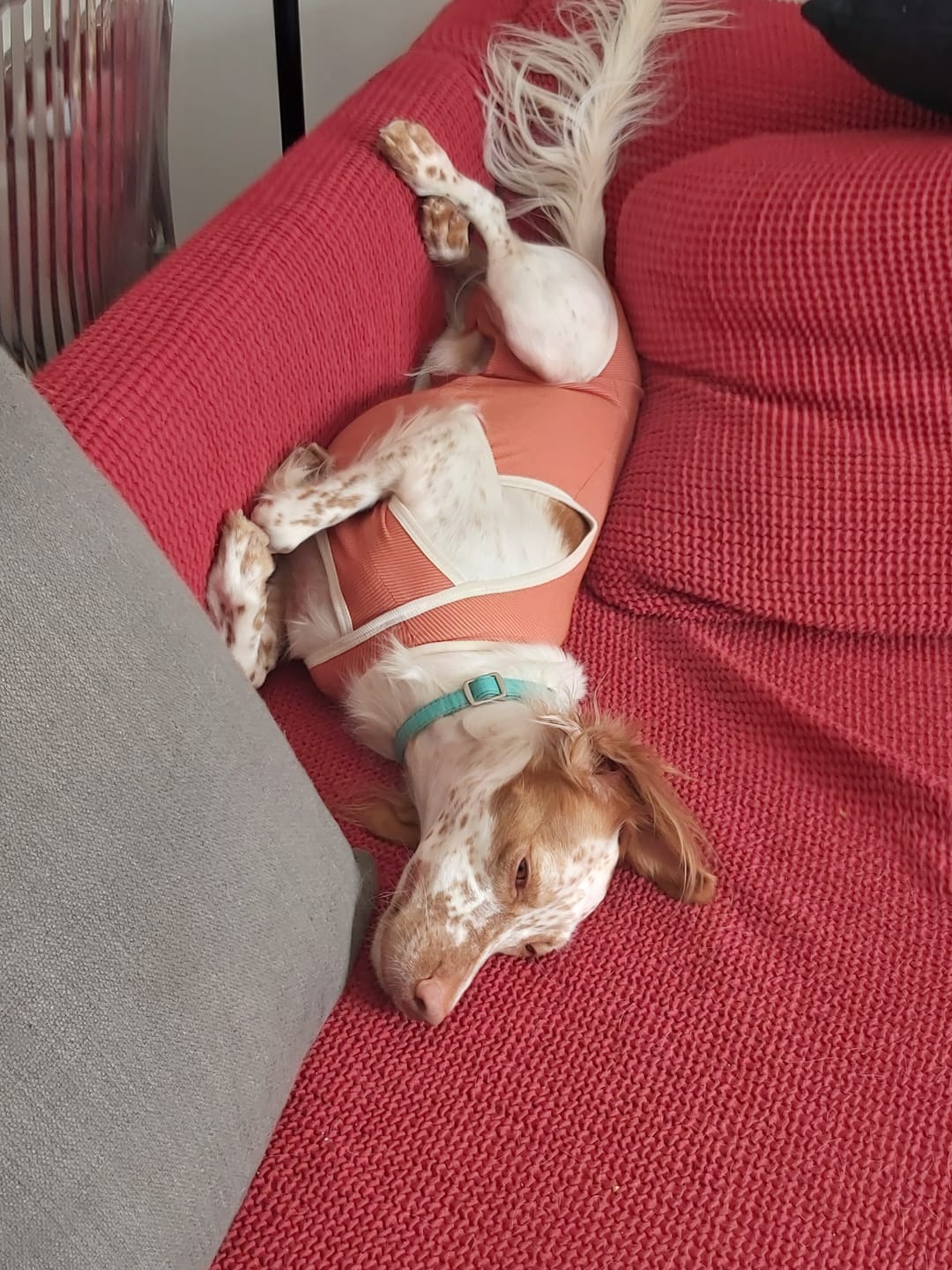 Customer photo review of Body Castrazione cane maschio