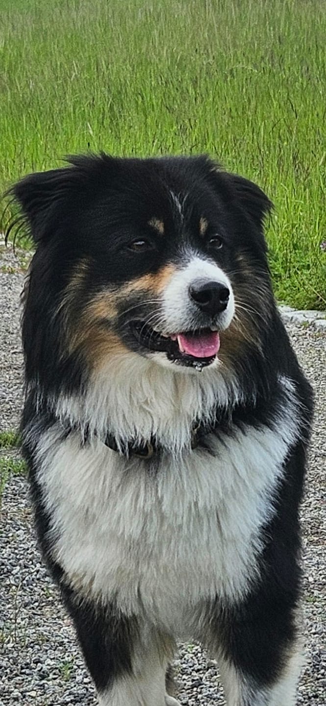 Customer photo review of Mobilskal din Hund | Valnöt