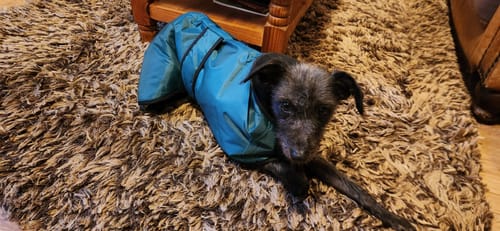 Customer photo review of Vetra - Warm Sighthound Coat with Zip Harness Hole