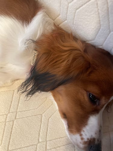 Customer photo review of Silent Slide-On ID Tag : Small 5/8"