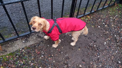 Customer photo review of Verano - Lightweight Waterproof Dog Coat with Built in Harness