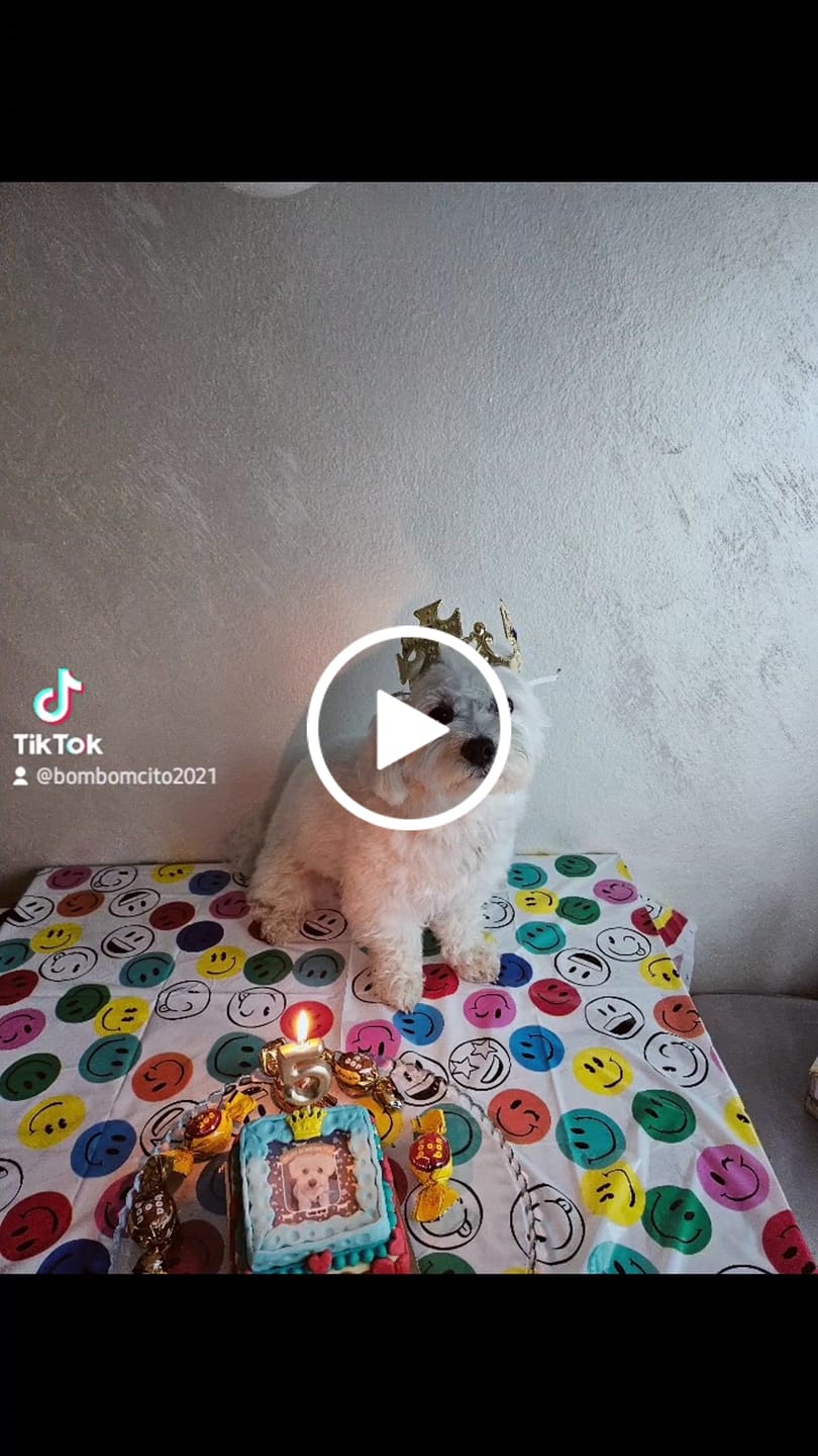 Customer video review of Can Di Stelle | Biscotto Per Cani