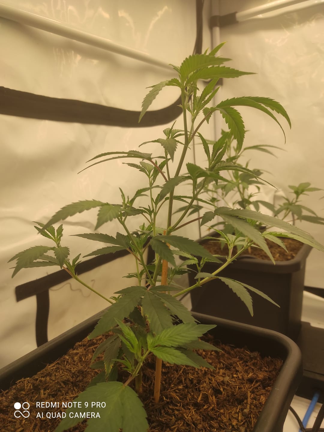 Customer photo review of Hanfstecklinge | Future Island