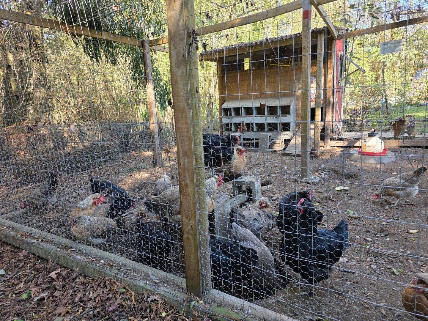 Customer photo review of GrubTerra Dried Black Soldier Fly Larvae - The Safest Treat For Your Flock