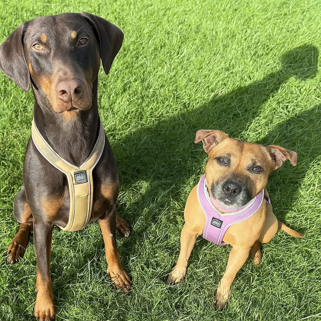 Customer photo review of Slip on Harness | Foam Padded - Purple