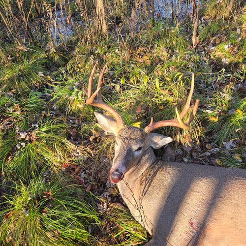 Customer photo review of Titanium Broadheads