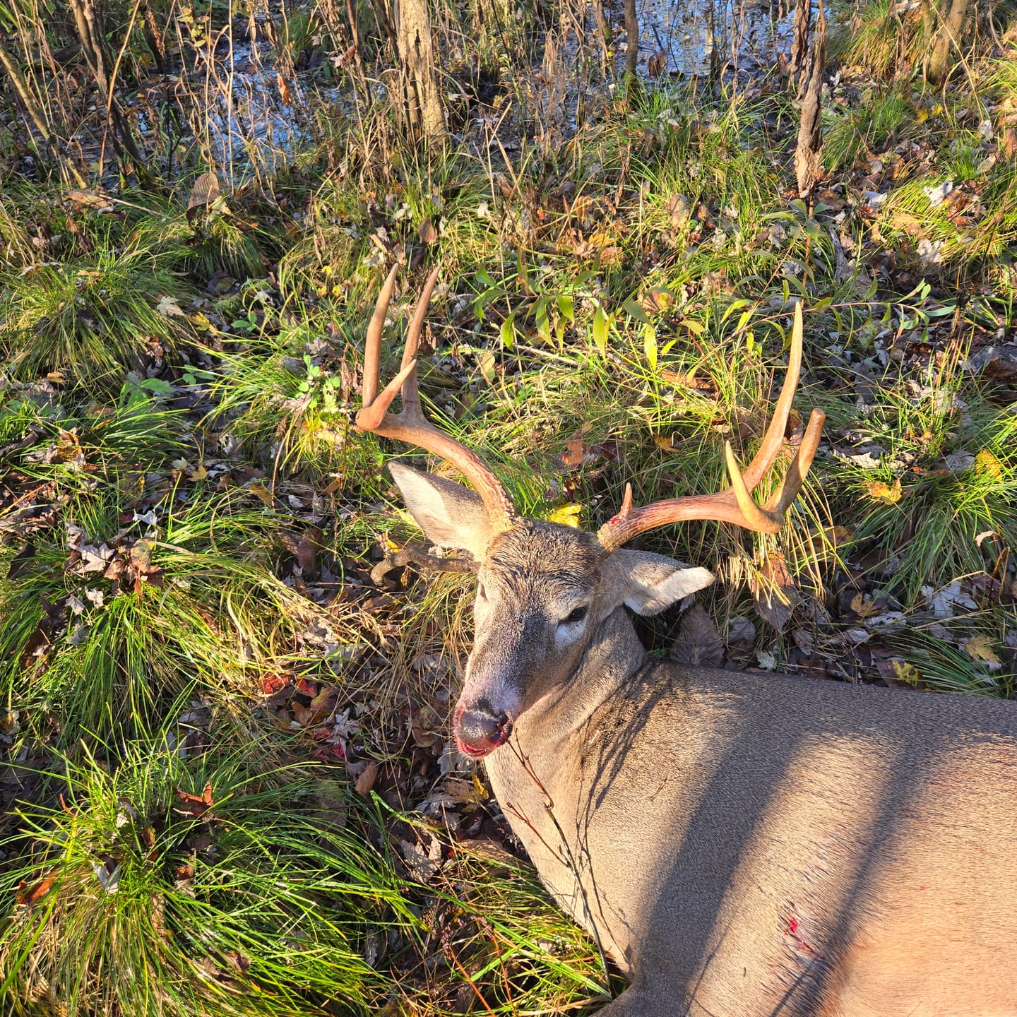 Customer photo review of Titanium Broadheads