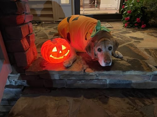 Customer photo review of Petsmont Buddy Guard Large Dog