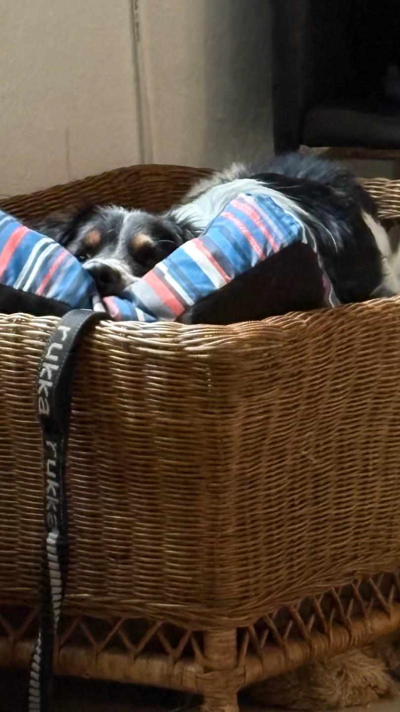 Customer photo review of Darmflora Test Basic Hund