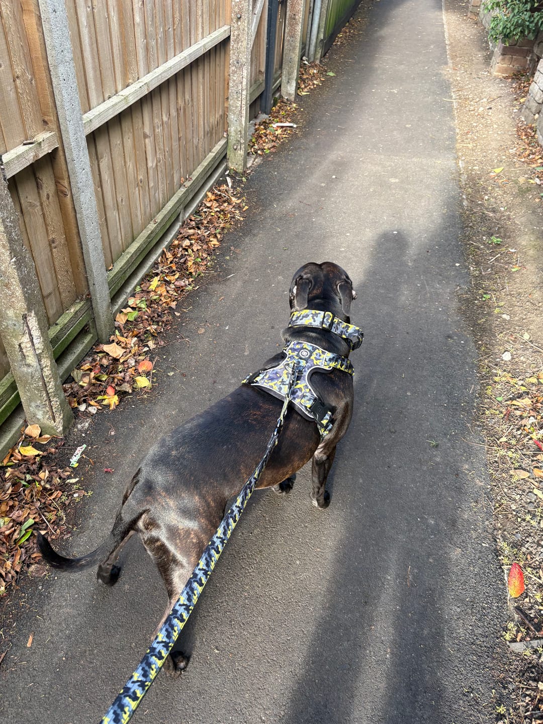 Customer photo review of Comfort Premium Harness | Non Restrictive - Lightning