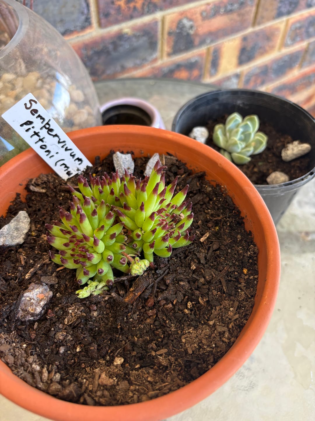 Customer photo review of Sempervivum 'Pittoni' (multi)
